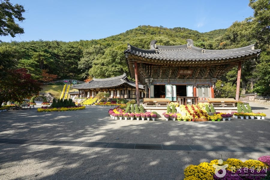 도리사